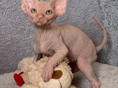 Pumpkin - Sphynx - Gallery Photo #1