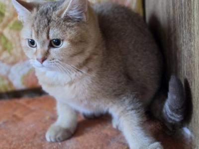 Puss In Boots - Scottish Straight - Gallery Photo #1