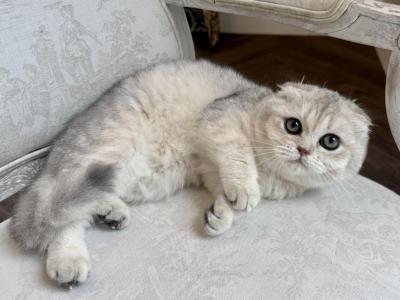 Scottish Fold Silver Chinchilla Female Teen - Scottish Fold - Gallery Photo #1