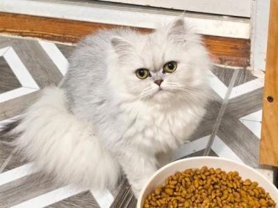 Nixie - Persian - Gallery Photo #1