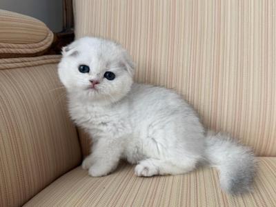 Scottish Fold Silver Chinchilla Male - Scottish Fold - Gallery Photo #1