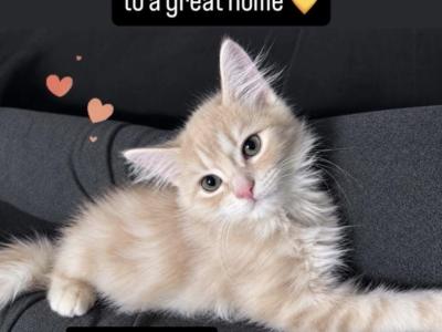 Teddy - Persian - Gallery Photo #1