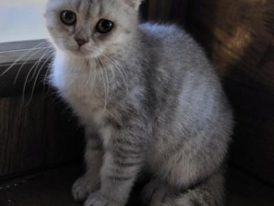 Cinnamon - Scottish Fold - Gallery Photo #1