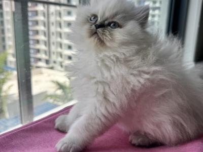Cotton - Persian - Gallery Photo #1