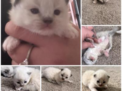 3 AVAILABLE Kats Ravishing Ragdolls - Ragdoll - Gallery Photo #1