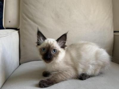 Ash - Domestic - Gallery Photo #1