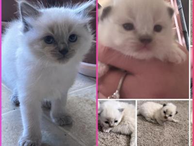 Kats Ravishing Ragdolls 2 Different Litters - Ragdoll - Gallery Photo #1
