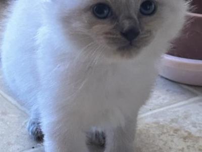 Kats Ravishing Ragdolls Blue Point Male - Ragdoll - Gallery Photo #1