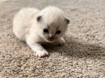 RESERVED Kats Ravishing Ragdolls - Ragdoll - Gallery Photo #1