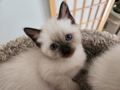 Sealpoint Female - Siamese - Gallery Photo #1