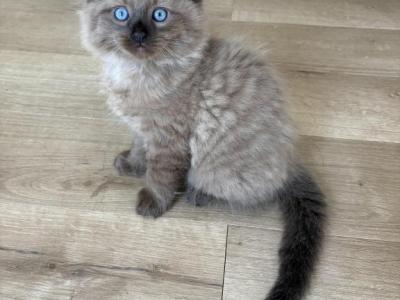 Ragdoll Kittens - Ragdoll - Gallery Photo #1