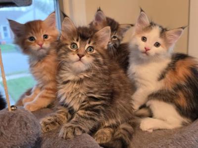 Maine Coon Kittens - Maine Coon - Gallery Photo #1