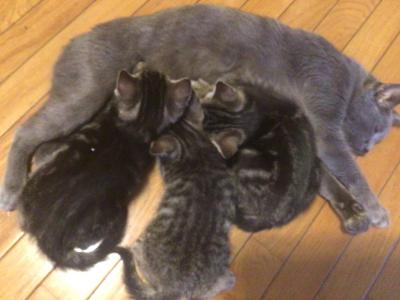 Little Bugs - Bengal - Gallery Photo #1