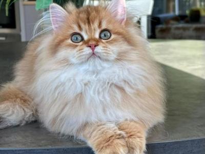 Vivian Longhair - British Shorthair - Gallery Photo #1