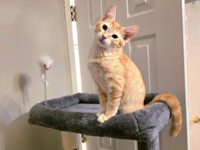 Sunny - American Shorthair - Gallery Photo #1