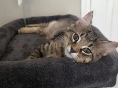 Percy - American Shorthair - Gallery Photo #1