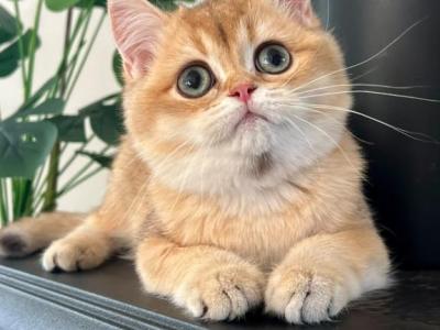 Zeus - British Shorthair - Gallery Photo #1