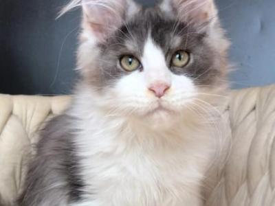 Casanova - Maine Coon - Gallery Photo #1