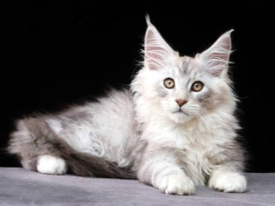 Garward - Maine Coon - Gallery Photo #1
