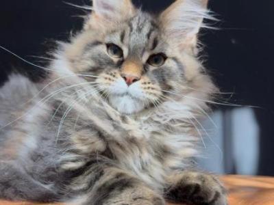 Leonardo - Maine Coon - Gallery Photo #1