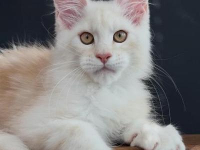 Marcus - Maine Coon - Gallery Photo #1