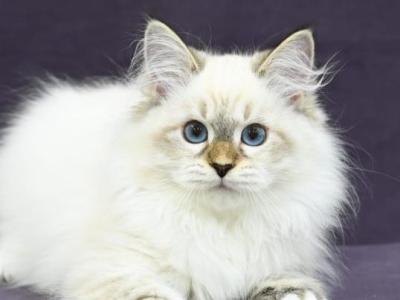 Lion - Siberian - Gallery Photo #1