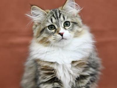 Lukas - Siberian - Gallery Photo #1