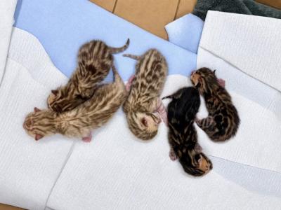 Remi X Blaze Litter 3 Snow Males Available - Bengal - Gallery Photo #1