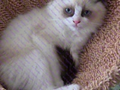 Kara Seal Bicolor Ragdoll Kitten - Ragdoll - Gallery Photo #1