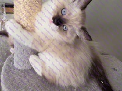 Luke Seal Mitted Ragdoll Kitten - Ragdoll - Gallery Photo #1