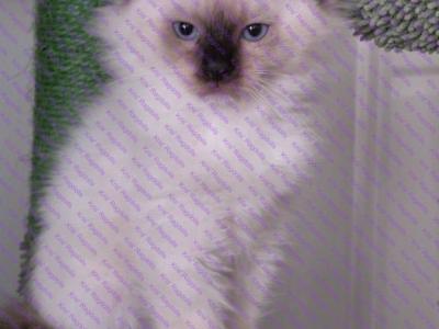 Mort Chocolate Mitted Ragdoll Kitten - Ragdoll - Gallery Photo #1