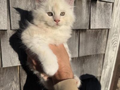 TICA Registered Purebred Maine Coon - Maine Coon - Gallery Photo #1