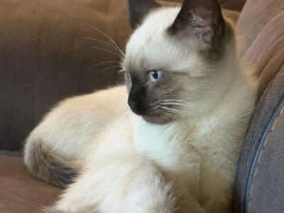 Truffle&Toffee - Siamese - Gallery Photo #1