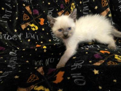 NAMI - Siamese - Gallery Photo #1