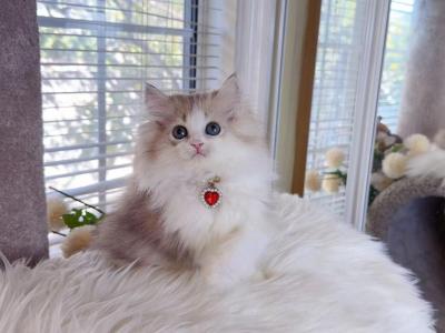M035 - Minuet - Gallery Photo #1