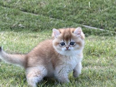 Aria Black Golden Chinchilla - British Shorthair - Gallery Photo #1