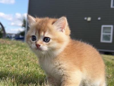 Ares British Shorthair - British Shorthair - Gallery Photo #1