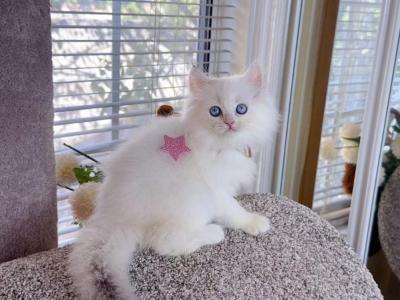 M036 - Minuet - Gallery Photo #1