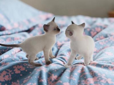 Kissy's Litter - Snowshoe - Gallery Photo #1