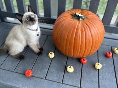 Pink - Siamese - Gallery Photo #1