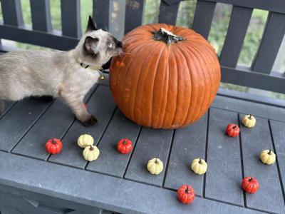 Belle - Siamese - Gallery Photo #1