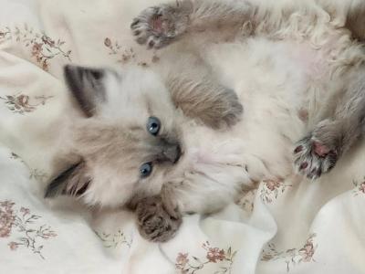 Ragdoll Female - Ragdoll - Gallery Photo #1
