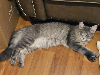 Klaus - Maine Coon - Gallery Photo #1