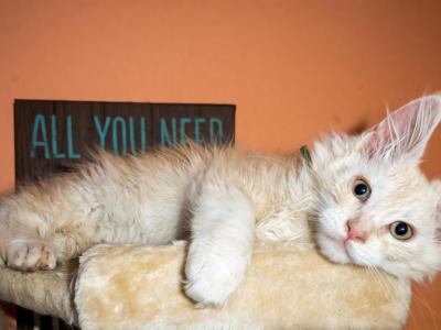 Hunter - Maine Coon - Gallery Photo #1
