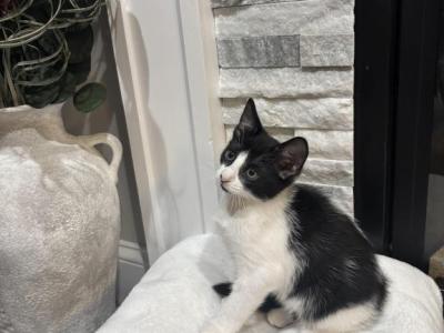 Kitten - American Shorthair - Gallery Photo #1