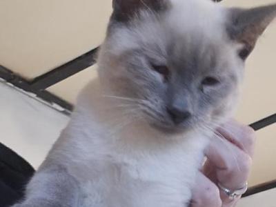 Handsome Almost 5 Month Blue Point Boy - Siamese - Gallery Photo #1