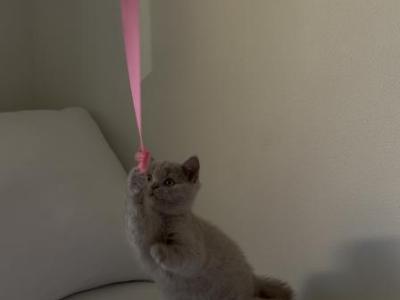 Scottish Straight Fawn  Kitten - Scottish Straight - Gallery Photo #1