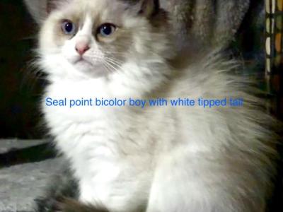 Alvar And Lilys Litter - Ragdoll - Gallery Photo #1