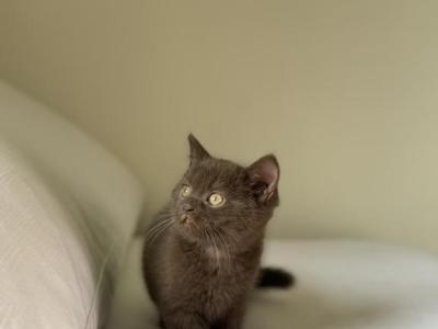 Scottish Straight Brown Kitten - Scottish Straight - Gallery Photo #1