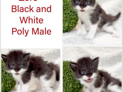 Zoro Poly - Maine Coon - Gallery Photo #1